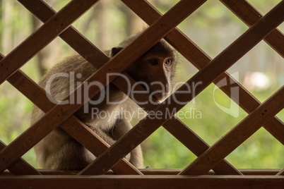 Long-tailed macaque stares through wooden trellis window