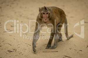 Long-tailed macaque walks among twigs on sand