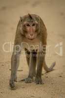 Long-tailed macaque walks on sand lifting paw