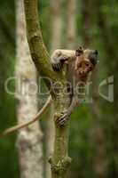 Long-tailed macaque starts climbing down tree trunk