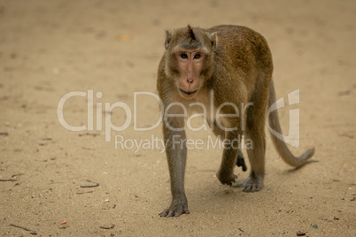 Long-tailed macaque walks over sand lifting paw