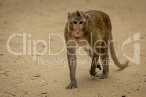 Long-tailed macaque walks over sand lifting paw