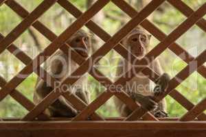 Long-tailed macaques look through wooden trellis window