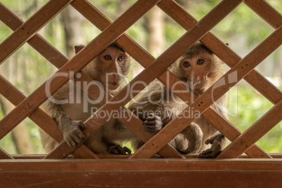 Long-tailed macaques sit behind wooden trellis window