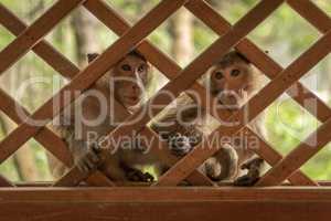Long-tailed macaques sit behind wooden trellis window