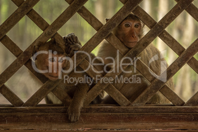 Long-tailed macaques sit looking through trellis window