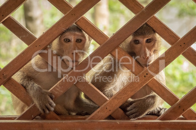 Long-tailed macaques sit looking through wooden trellis