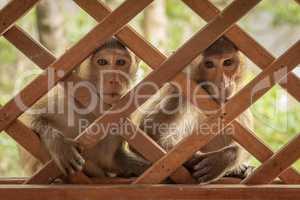 Long-tailed macaques sit looking through wooden trellis