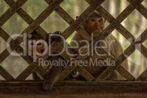 Long-tailed macaques sit staring through trellis window