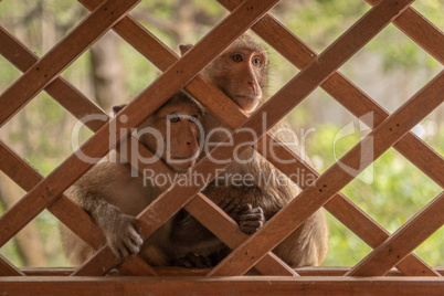 Long-tailed macaques sit together behind wooden trellis