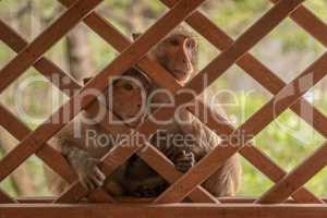 Long-tailed macaques sit together behind wooden trellis