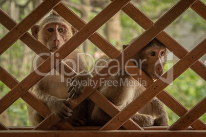Long-tailed macaques sit staring through wooden trellis