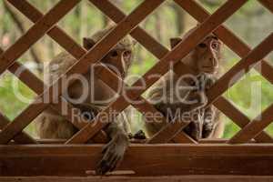 Long-tailed macaques stare through wooden trellis window