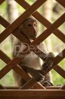 Long-tailed macaques sits staring through wooden trellis