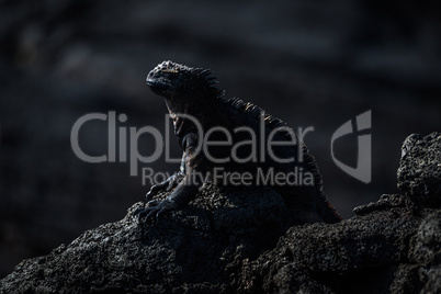 Marine iguana perched on black volcanic rock