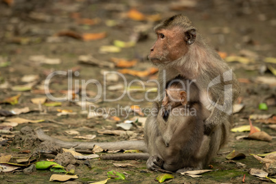 Mother and baby long-tailed macaque look left