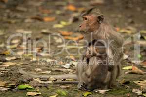 Mother and baby long-tailed macaque look left
