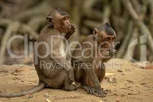 One long-tailed macaque sits behind another eating