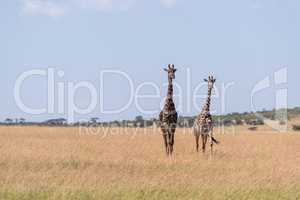 Two Masai giraffe walk in long grass