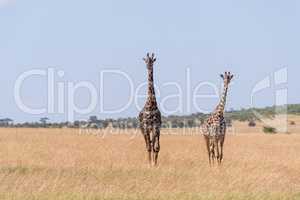 Two Masai giraffe walking in long grass