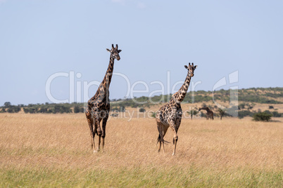 Two Masai giraffe walking side-by-side in savannah