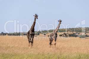 Two Masai giraffe walking side-by-side in savannah