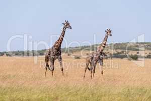 Two Masai giraffe walking side-by-side on savannah