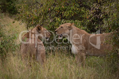 Two lionesses stand in grass among bushes