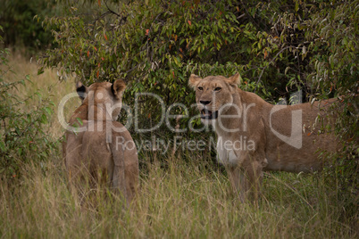 Two lionesses stand in grass amongst bushes