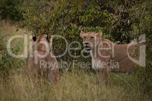 Two lionesses stand in grass amongst bushes