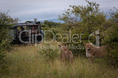 Two lionesses stand in grass near truck