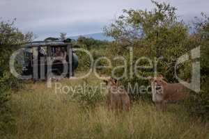Two lionesses stand in grass near truck