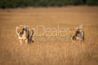 Two lions walking side-by-side through long grass