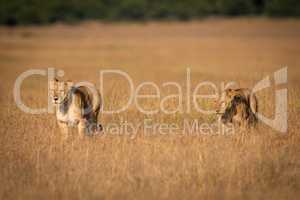 Two lions walking side-by-side through long grass