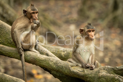 Two long-tailed macaque sitting on mangrove roots