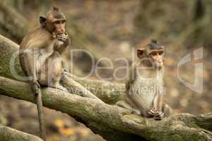 Two long-tailed macaque sitting on mangrove roots