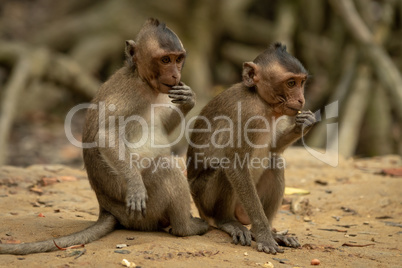 Two long-tailed macaque sit in line eating