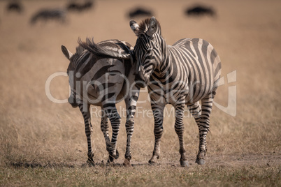 Two plains zebra standing with wildebeest behind