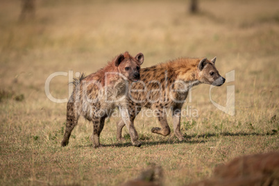 Two spotted hyena run across sunny grassland