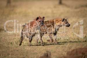 Two spotted hyena run across sunny grassland
