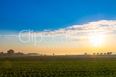 colorful sunrise view and salad field