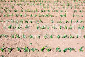 corn seedlings on dry ground