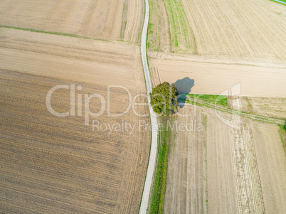 aerial of empty fields with single tree