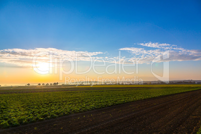 sunrise with salad field