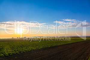 sunrise with salad field