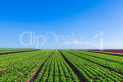 salat field with rows of fresh salat