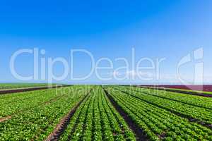 salat field with rows of fresh salat