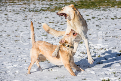 two dogs play in the snow in winter