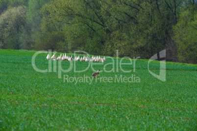 rabbit runs ober green meadow