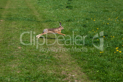 wild rabbit runs over gras